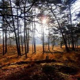 Daghike Heuvelrugroute Austerlitz, zaterdag 9 november 2019 Daghike Heuvelrugroute Austerlitz, zaterdag 9 november 2019